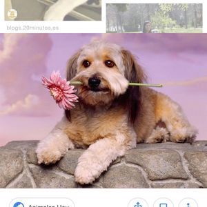 Meet your Posher, Roxy